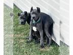 Cane Corso PUPPY FOR SALE ADN-825490 - Cane Corso pup
