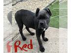 Cane Corso PUPPY FOR SALE ADN-825481 - Cane Corso pup