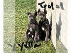 Cane Corso PUPPY FOR SALE ADN-825473 - Cane Corso pup