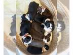 Boston Terrier PUPPY FOR SALE ADN-825327 - Harvins Bostons