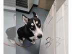 Siberian Husky DOG FOR ADOPTION RGADN-1358934 - TYE - Siberian Husky (medium