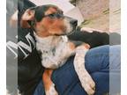 Mountain Cur Mix DOG FOR ADOPTION RGADN-1093491 - Tank - Mountain Cur / Mixed