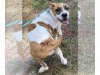 Bullypit DOG FOR ADOPTION RGADN-1174088 - Hammy - Pit Bull Terrier / American