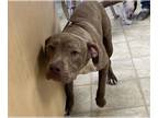 American Pit Bull Terrier DOG FOR ADOPTION RGADN-1177240 - BARN YARD - Pit Bull