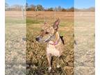 American Pit Bull Terrier DOG FOR ADOPTION RGADN-1178240 - Athena Oct 23 - Pit