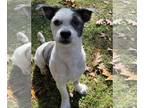 Havashu DOG FOR ADOPTION RGADN-1180381 - Winston - Havanese / Shih Tzu / Mixed