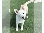Huskies Mix DOG FOR ADOPTION RGADN-1300113 - Sugar - Husky / Mixed (medium coat)