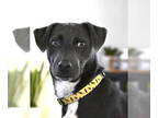 Labmaraner DOG FOR ADOPTION RGADN-1340893 - Noodles - Weimaraner / Labrador
