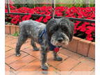 Poodle (Miniature) DOG FOR ADOPTION RGADN-1345807 - Bliss - Poodle (Miniature) /