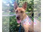 Carolina Dog DOG FOR ADOPTION RGADN-1346464 - Deacon - Carolina Dog (medium