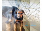 German Shepherd Dog Mix DOG FOR ADOPTION RGADN-1357188 - Joe - German Shepherd