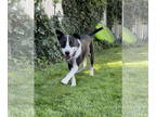 Border Collie Mix DOG FOR ADOPTION RGADN-1358473 - Mama Bea - Border Collie /