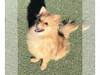 Pomeranian DOG FOR ADOPTION RGADN-1358485 - Sienna - Pomeranian (long coat) Dog
