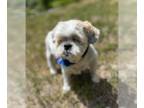 Shih Tzu Mix DOG FOR ADOPTION RGADN-1358488 - Yuki - Shih Tzu / Mixed Dog For