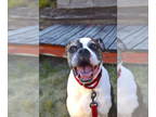 Boxer DOG FOR ADOPTION RGADN-1358496 - Thor - Boxer (short coat) Dog For