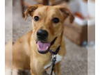 Labrador Retriever-Rhodesian Ridgeback Mix DOG FOR ADOPTION RGADN-1358500 -