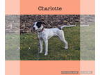 Pointer Mix DOG FOR ADOPTION RGADN-1358502 - Charlotte now Raven - English