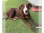 Lab-Pointer DOG FOR ADOPTION RGADN-1358512 - Talita - Labrador Retriever /