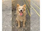 Eurasier-Huskies Mix DOG FOR ADOPTION RGADN-1358513 - CYAN - Husky / Eurasier /