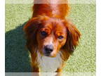 Brittany Mix DOG FOR ADOPTION RGADN-1358526 - OK/Henry Clay - Brittany / Nova