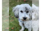 Aussiedoodle Miniature DOG FOR ADOPTION RGADN-1358529 - Buttercream - Australian