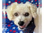 Bichon Frise DOG FOR ADOPTION RGADN-1358540 - Sparkler - Bichon Frise Dog For