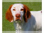 Brittany DOG FOR ADOPTION RGADN-1358545 - TX/Ford (AR) - Brittany (medium coat)