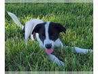Border Collie-Papillon Mix DOG FOR ADOPTION RGADN-1358556 - Alastor - Border