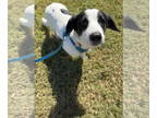 Papillon Mix DOG FOR ADOPTION RGADN-1358558 - Alara - Papillon / Terrier / Mixed