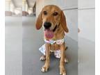 Labloodhound DOG FOR ADOPTION RGADN-1358568 - Diamond - Bloodhound / Labrador