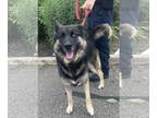German Shepherd Dog-Huskies Mix DOG FOR ADOPTION RGADN-1358576 - Sky - German