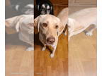 Labrador Retriever DOG FOR ADOPTION RGADN-1358577 - Kadar - Labrador Retriever
