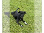 Labrador Retriever Mix DOG FOR ADOPTION RGADN-1358586 - Maya - Terrier /