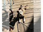 American Pit Bull Terrier DOG FOR ADOPTION RGADN-1358598 - Hank WIlliams - Pit