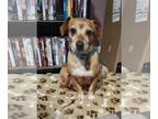 Dachshund Mix DOG FOR ADOPTION RGADN-1358602 - Zeek - Dachshund / Mixed Dog For