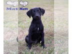Labrador Retriever Mix DOG FOR ADOPTION RGADN-1358613 - Matt - Labrador