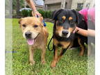 Rottweiler Mix DOG FOR ADOPTION RGADN-1358628 - Bullwinkle - Rottweiler / Mixed