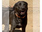 Labrador Retriever DOG FOR ADOPTION RGADN-1358652 - Lucy - Labrador Retriever
