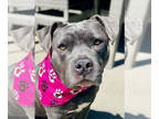 American Pit Bull Terrier DOG FOR ADOPTION RGADN-1358661 - Peaches - American