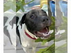 American Pit Bull Terrier Mix DOG FOR ADOPTION RGADN-1358662 - Nick - Pit Bull