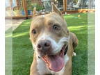 American Staffordshire Terrier DOG FOR ADOPTION RGADN-1358671 - Luciano -
