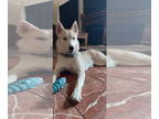 Huskies Mix DOG FOR ADOPTION RGADN-1358703 - ELLIE - Husky / Eskimo Dog / Mixed