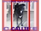 Shepradors DOG FOR ADOPTION RGADN-1358713 - CALLIE - German Shepherd Dog /