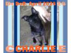 Shepradors DOG FOR ADOPTION RGADN-1358715 - CHARLIE-Boy - German Shepherd Dog /