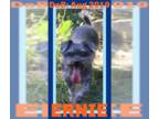 Miniature Schnauzer-Poodle (Miniature) Mix DOG FOR ADOPTION RGADN-1358720 -