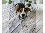Treeing Walker Coonhound DOG FOR ADOPTION RGADN-1358746 - Brook - Treeing Walker