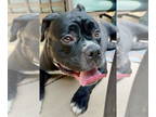 Bullypit DOG FOR ADOPTION RGADN-1358763 - Salt - American Pit Bull Terrier /