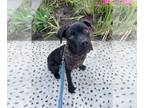 Boxador DOG FOR ADOPTION RGADN-1358764 - Zeke - Labrador Retriever / Boxer /