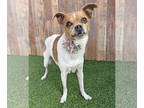 Boston Huahua DOG FOR ADOPTION RGADN-1358765 - Tawny - Boston Terrier /