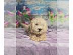 Shih Tzu Mix DOG FOR ADOPTION RGADN-1358783 - Mops - Shih Tzu / Mixed (long
